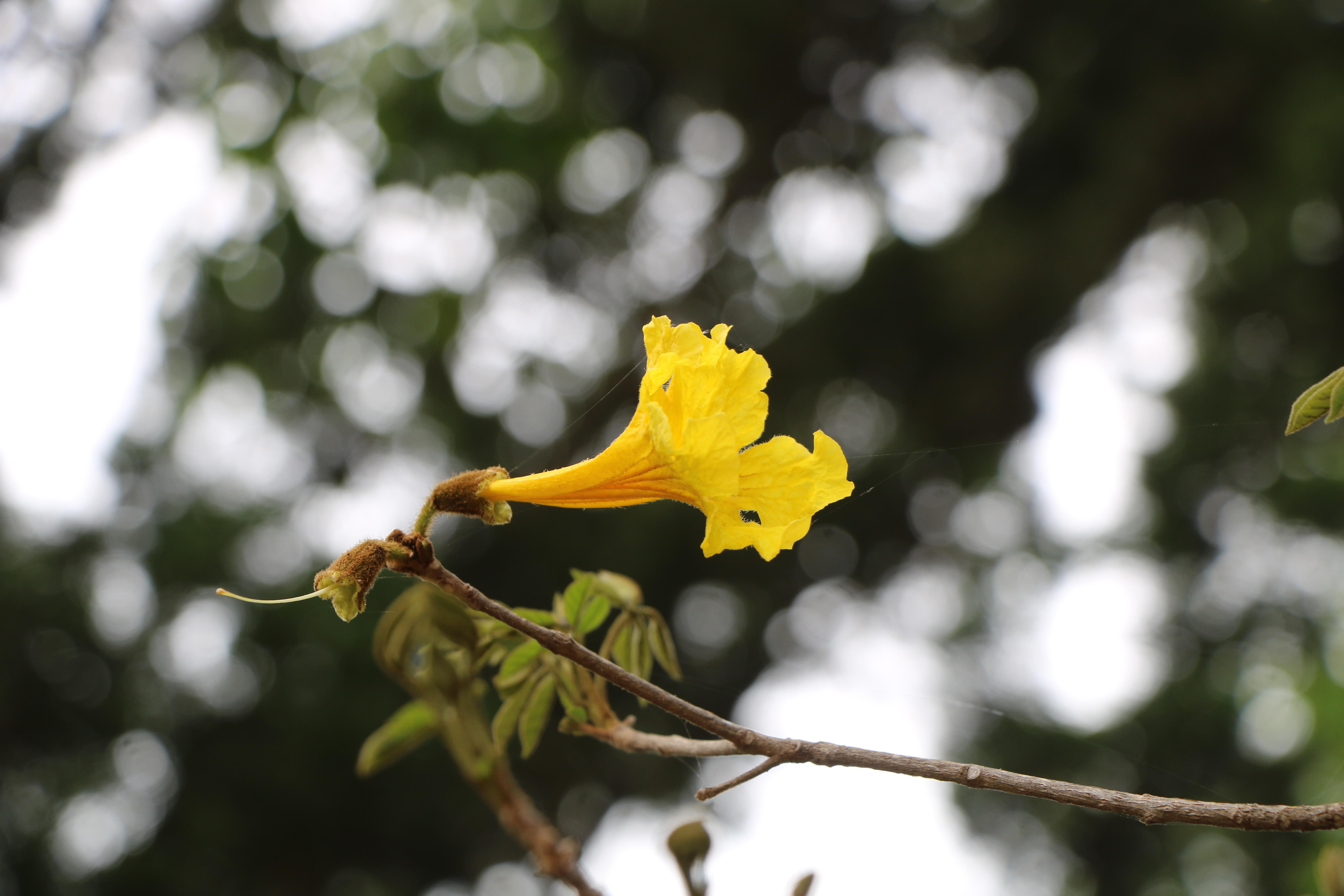 Tabebuia